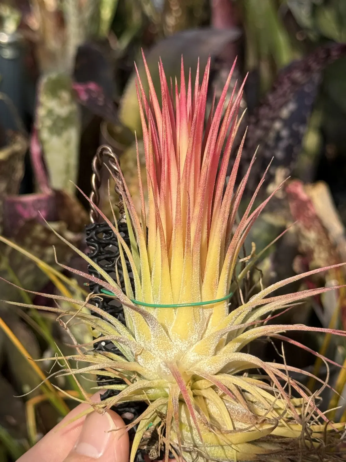 ティランジア イオナンタ No.ID