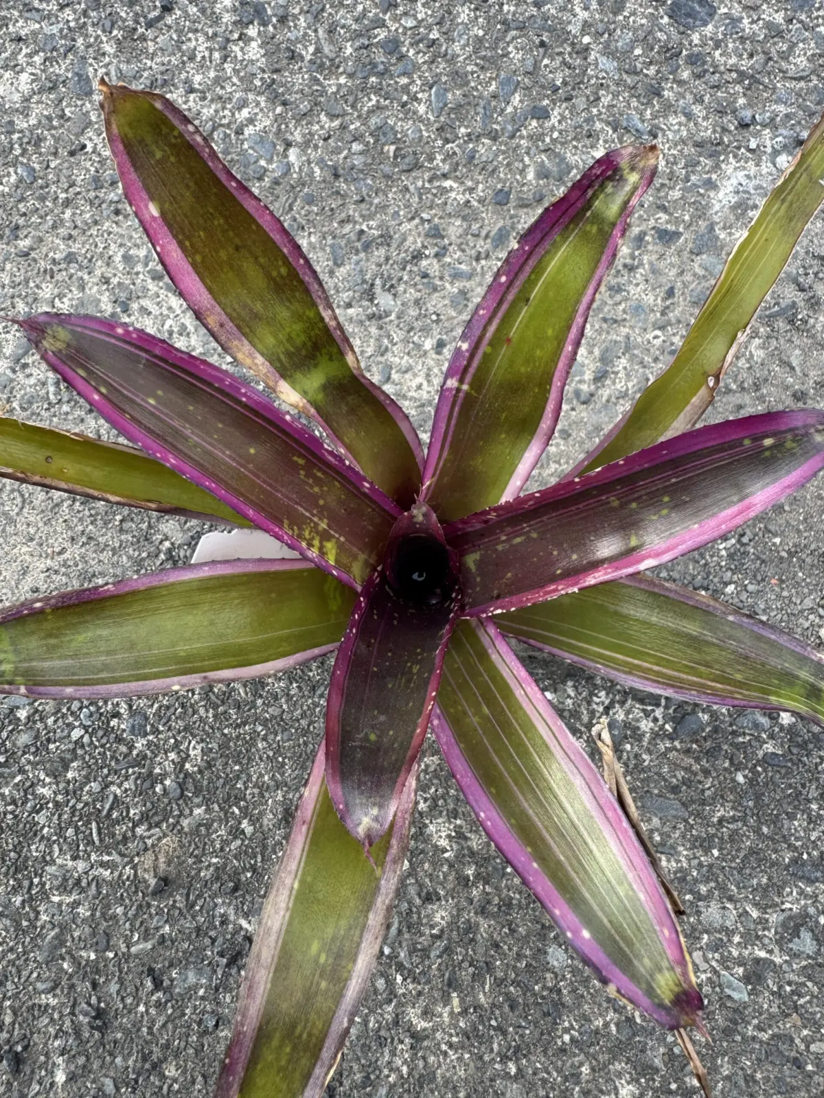 ネオレゲリア ア・カペラ