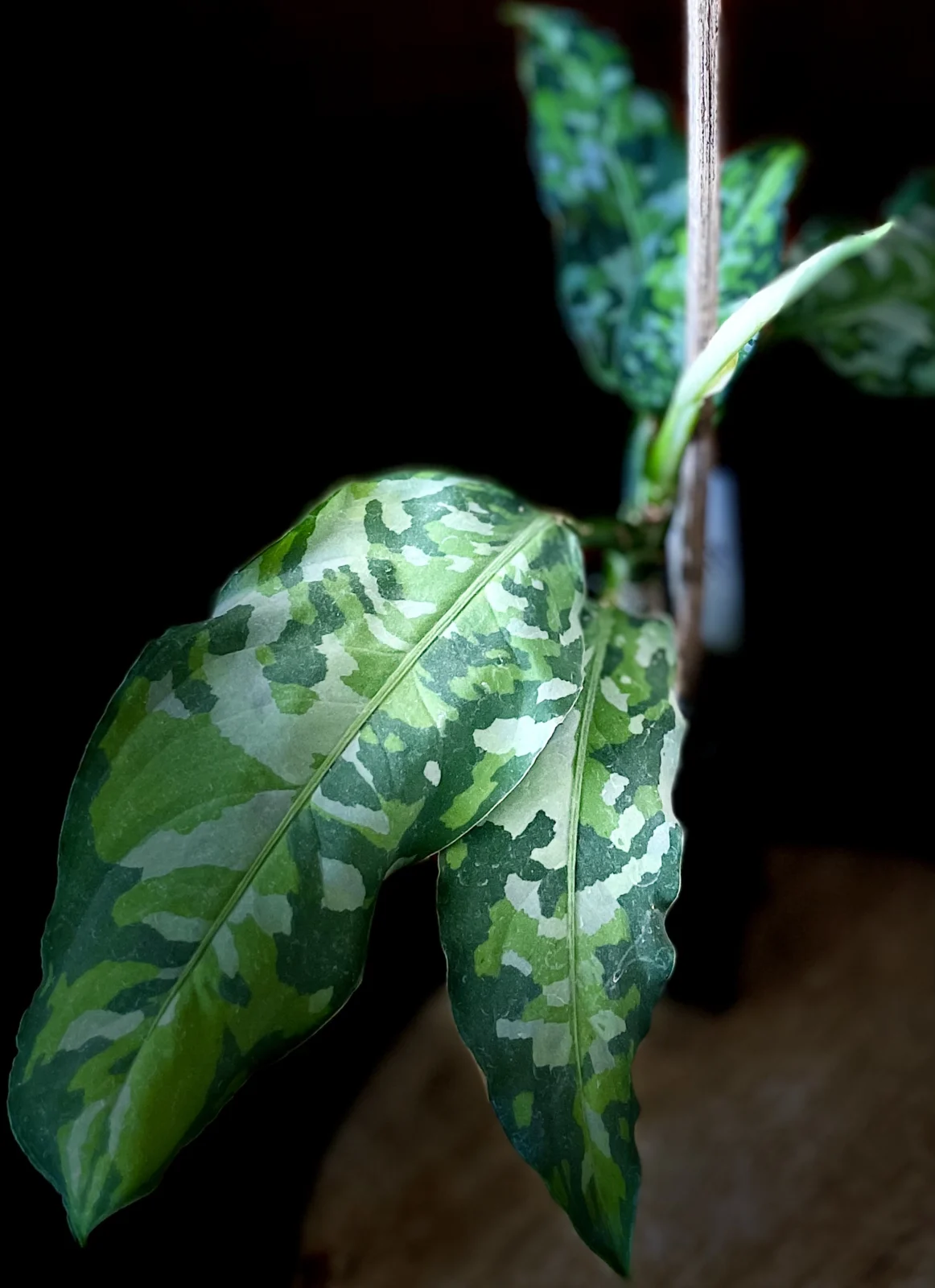 アグラオネマ　ピクタム　トリカラー　アンダマン