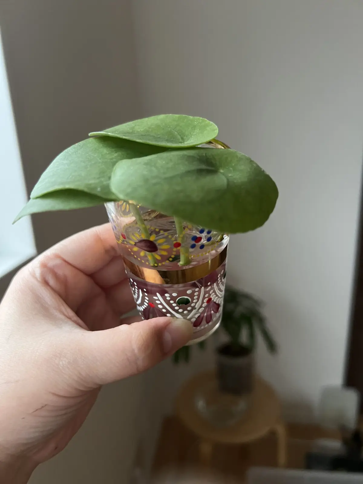 ①ピレア・ペペロミオイデス　葉柄のみ水挿し