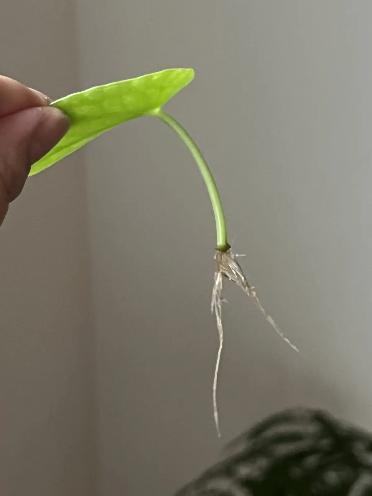 ②ピレア・ペペロミオイデス　水挿し　葉柄のみ