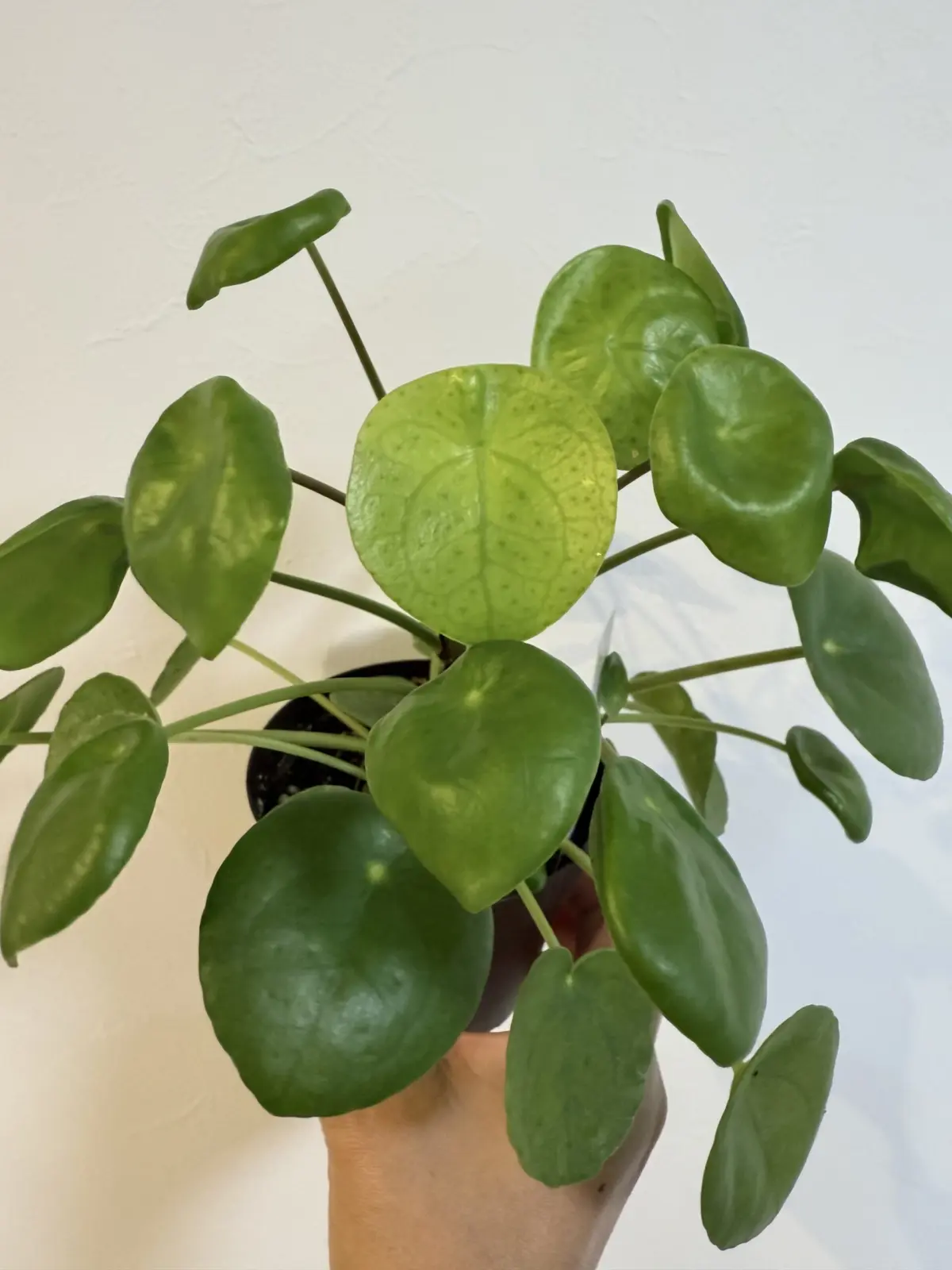 外に出したピレアペペロミオイデス　2週間経過　新葉展開　治ったよ