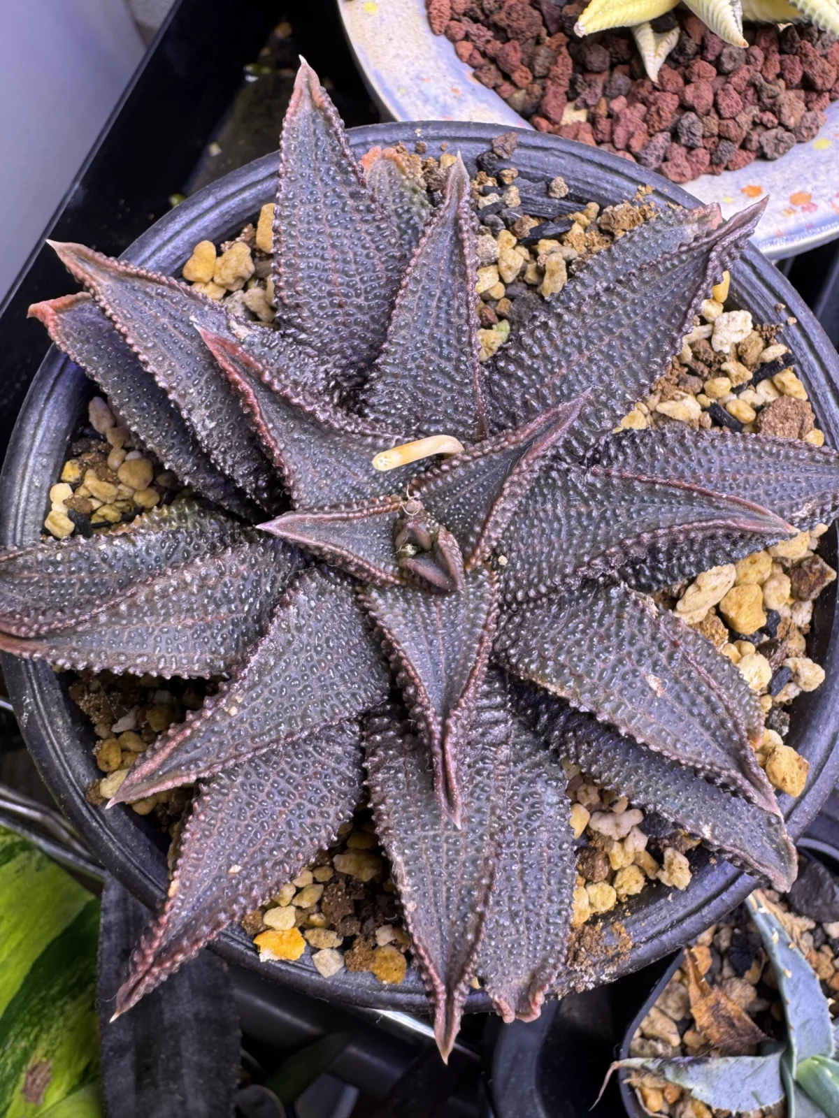 ハオルチア　コエルマニオルム