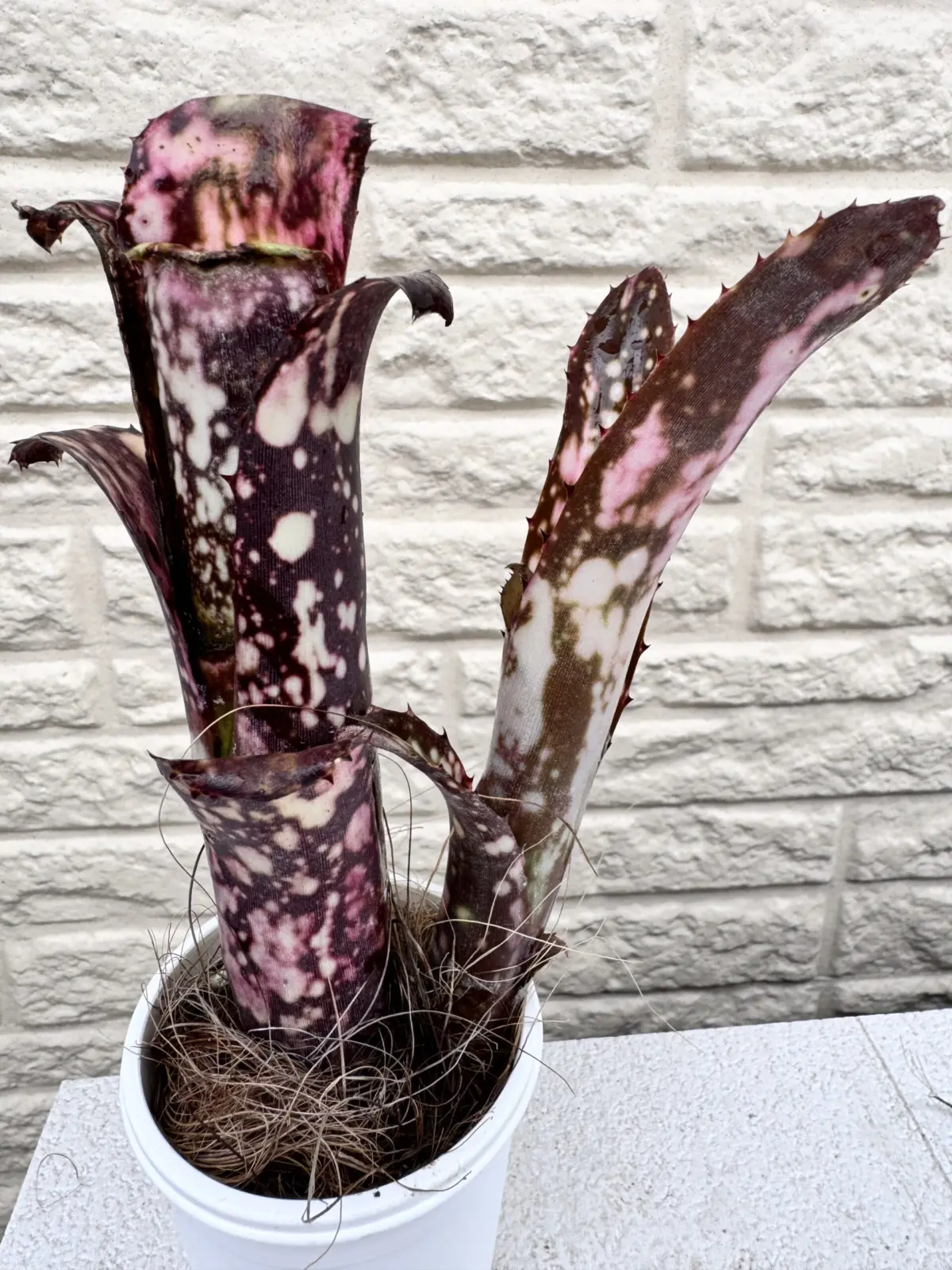 ビルベルギア　ハナホウ