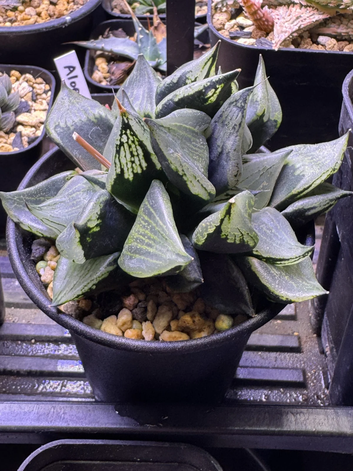 ハオルチア　裏般若　Wヘッド