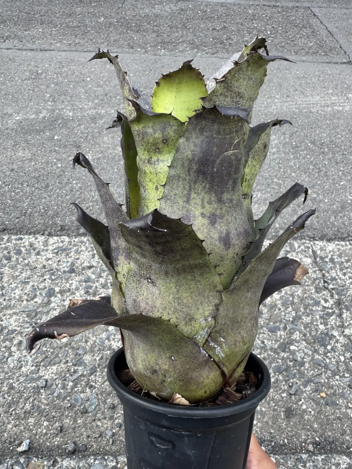 ホヘンベルギア レオポルトホルスティ ダンクローン