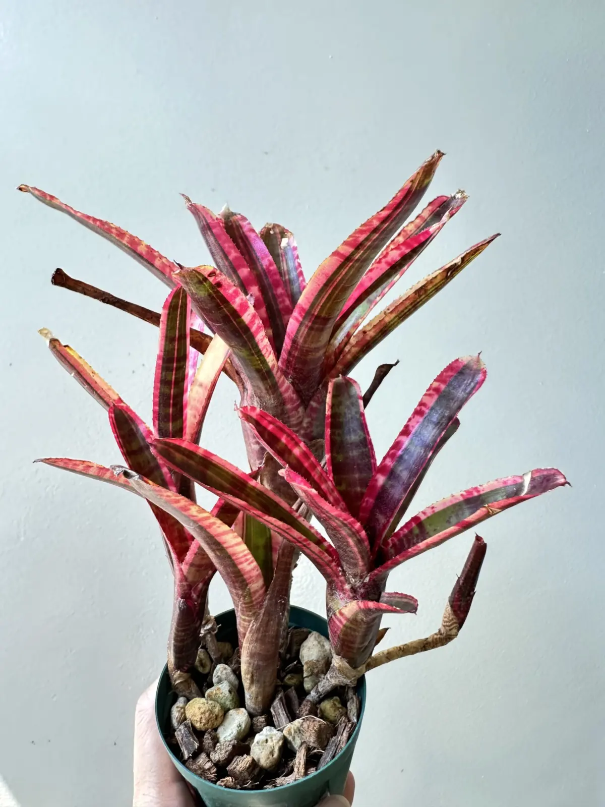 ネオレゲリア　ホワイトホットエンバー