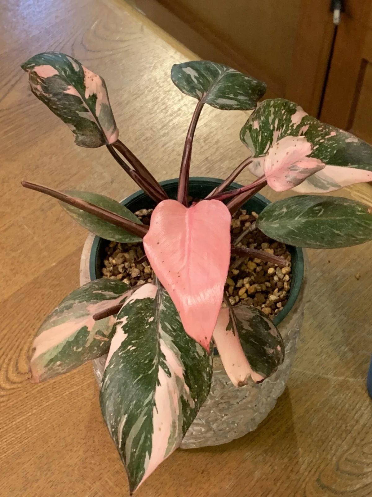 フィロデンドロン　ピンクプリンセススーパー