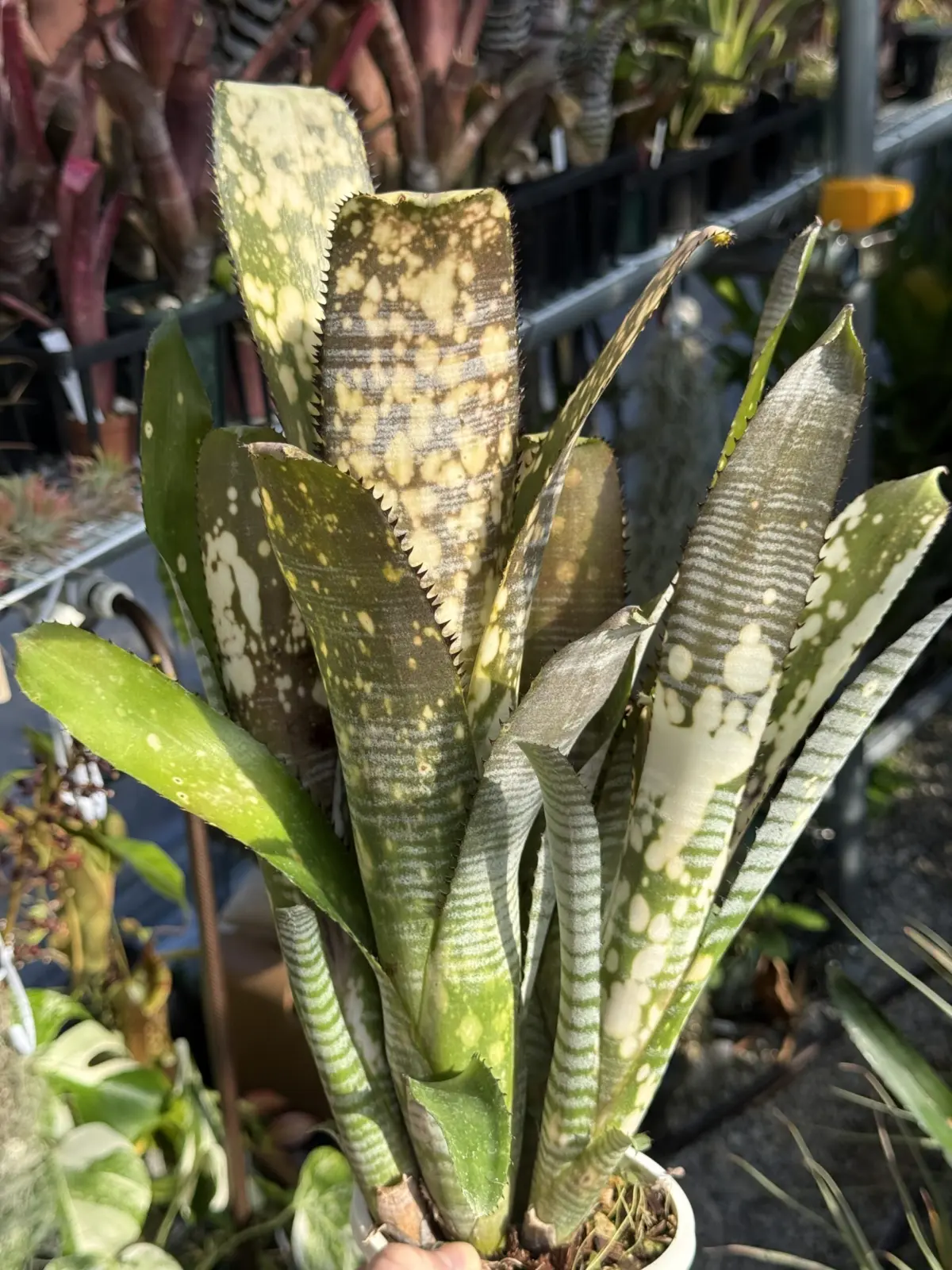 ビルベルギア‘トンプライリゲル’