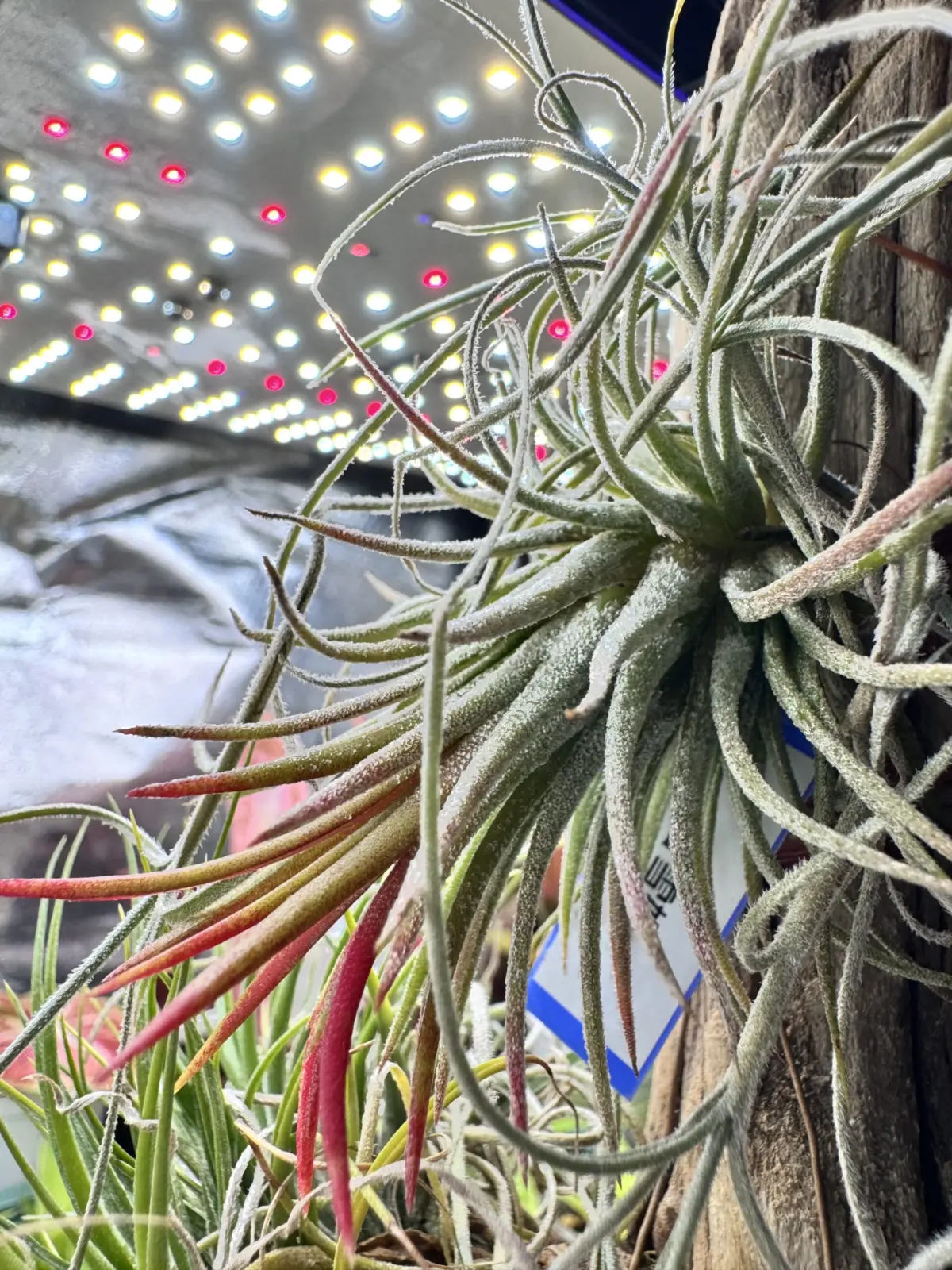 ティランジア　イオナンタ　白雪姫