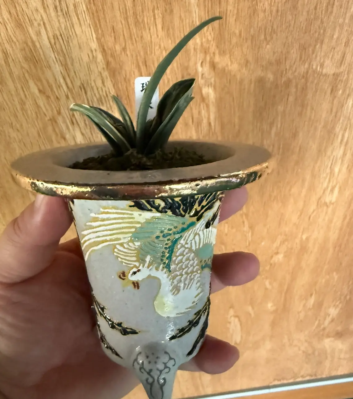 万年青　瑞泉　趣味園出演記念ガチャ