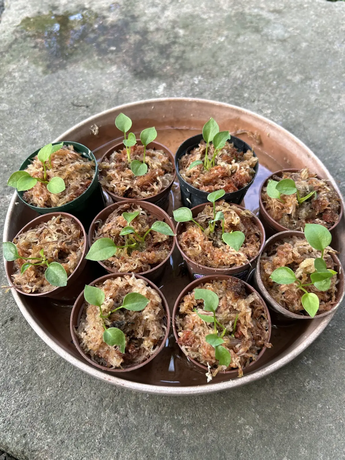 アンスリウム　グラシレ　種まき苗