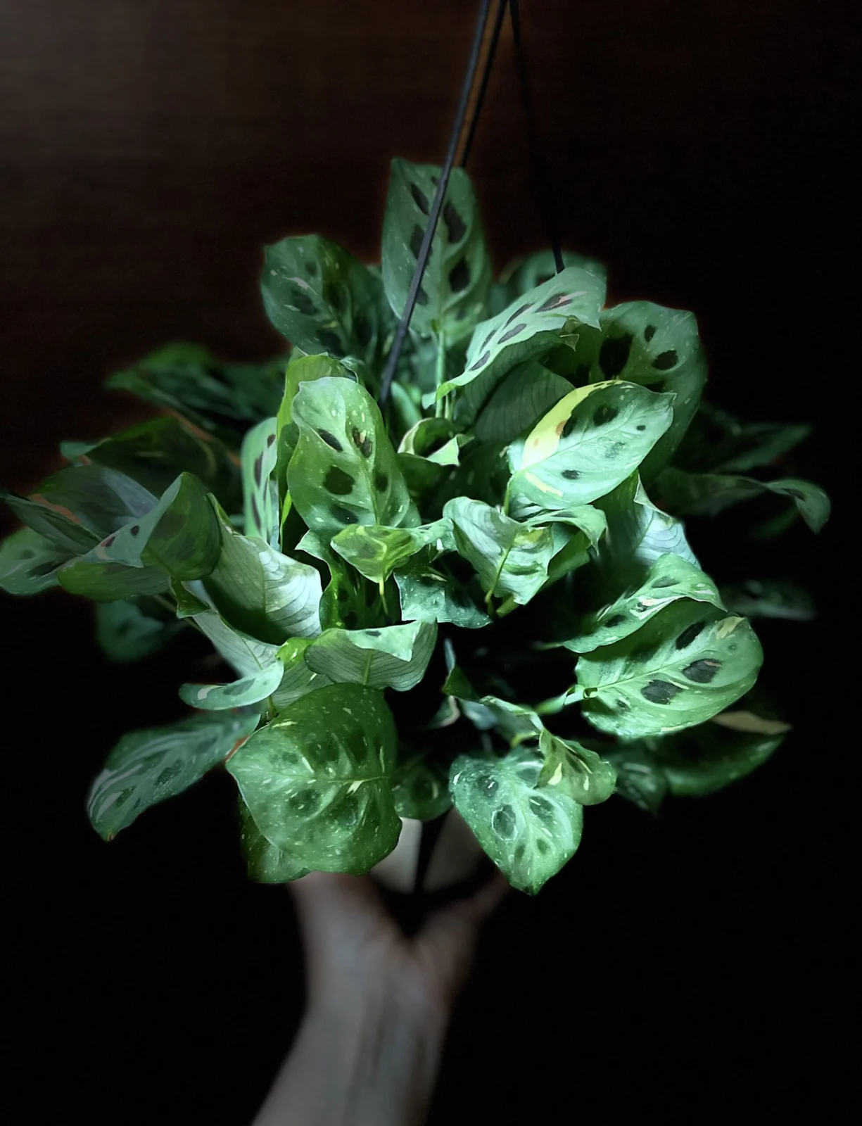 マランタ　斑入り