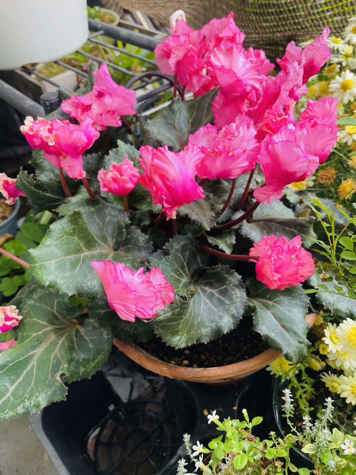 シクラメン　開花中