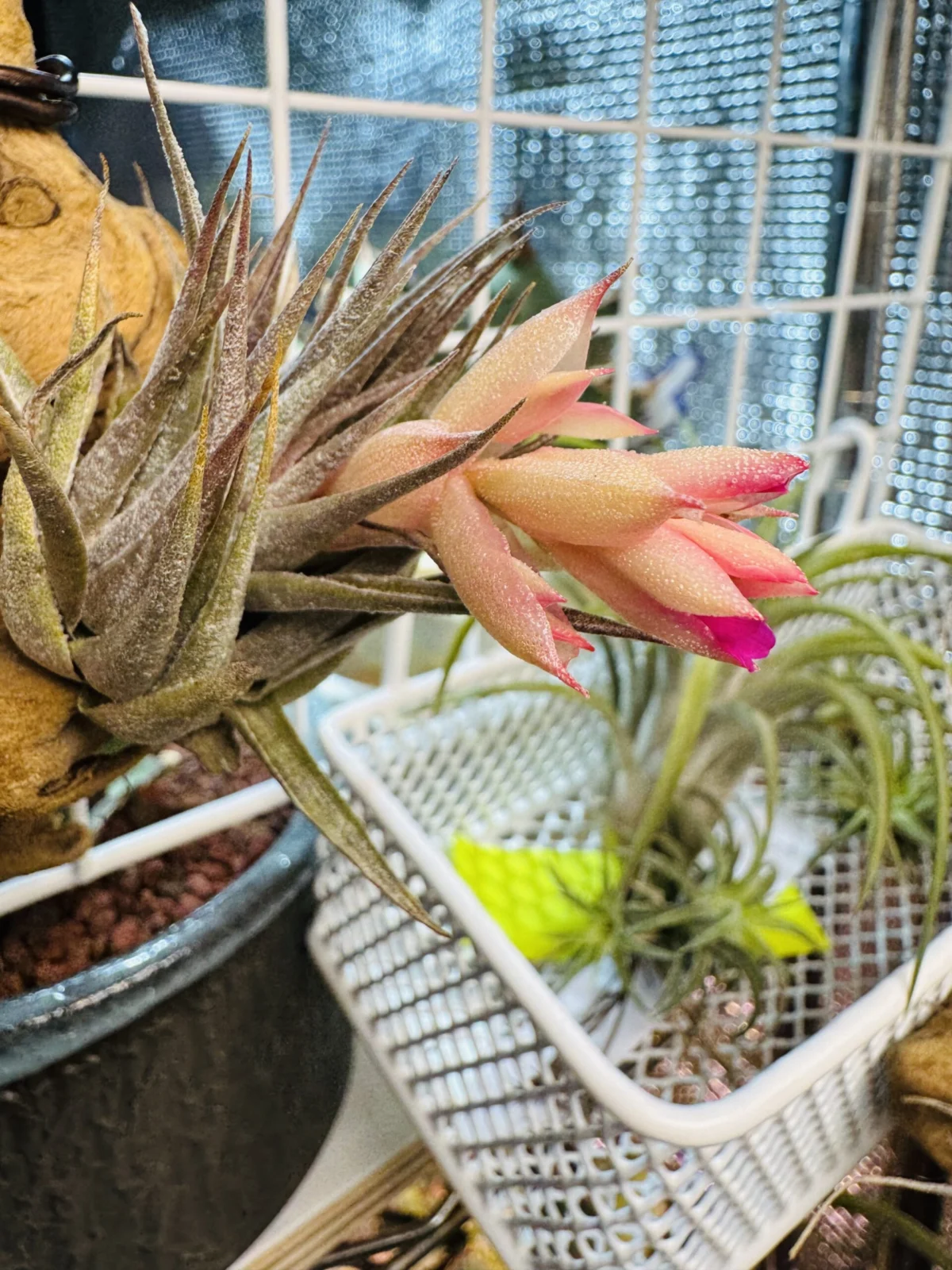 ティランジア　ロゼイフローラ