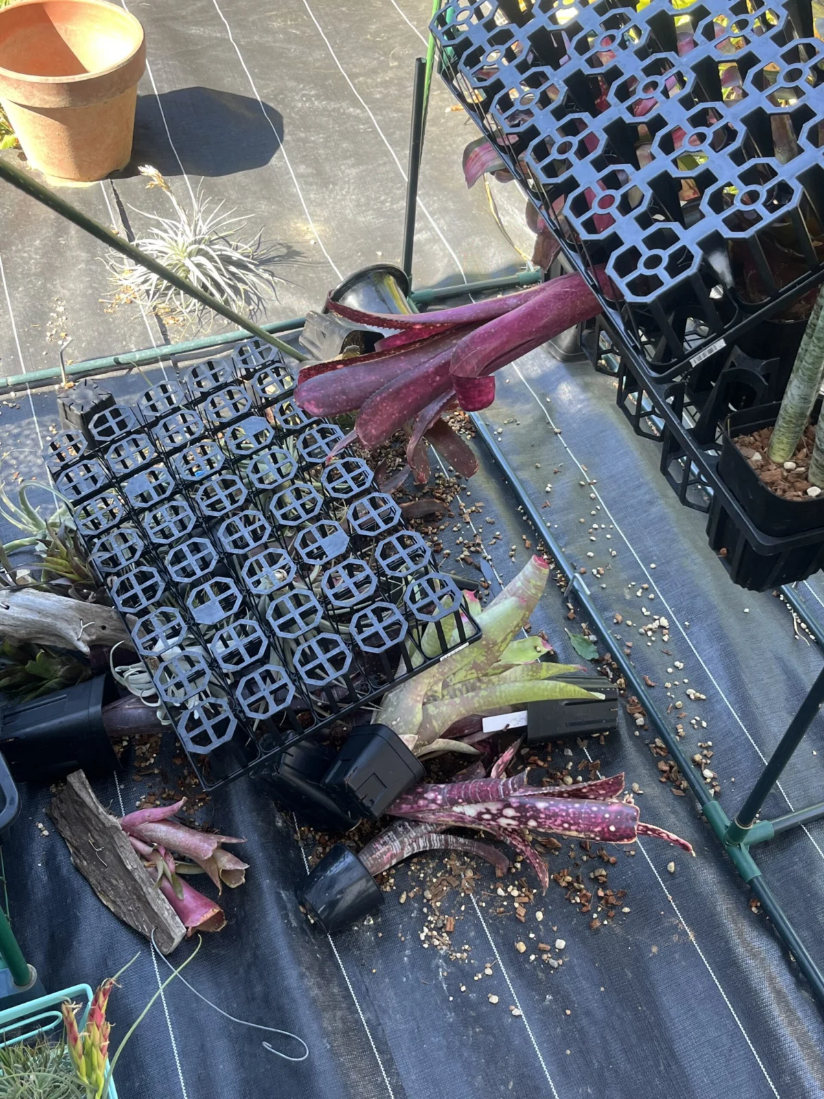 タンクブロメリア 強風被害