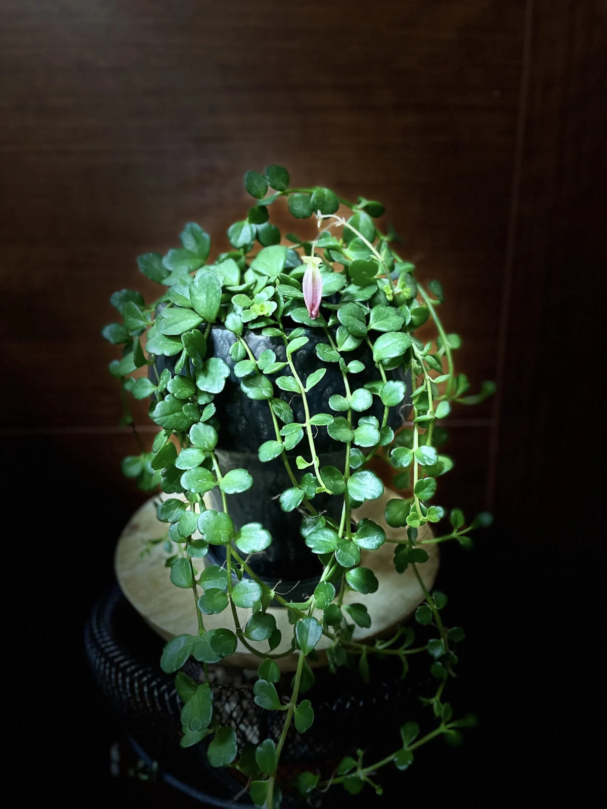 カランコエ　フィフィ