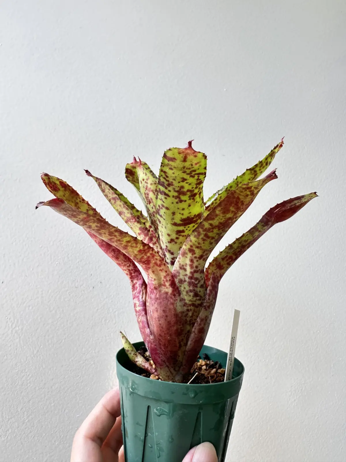 ネオレゲリア　オーストラリアンペッパー