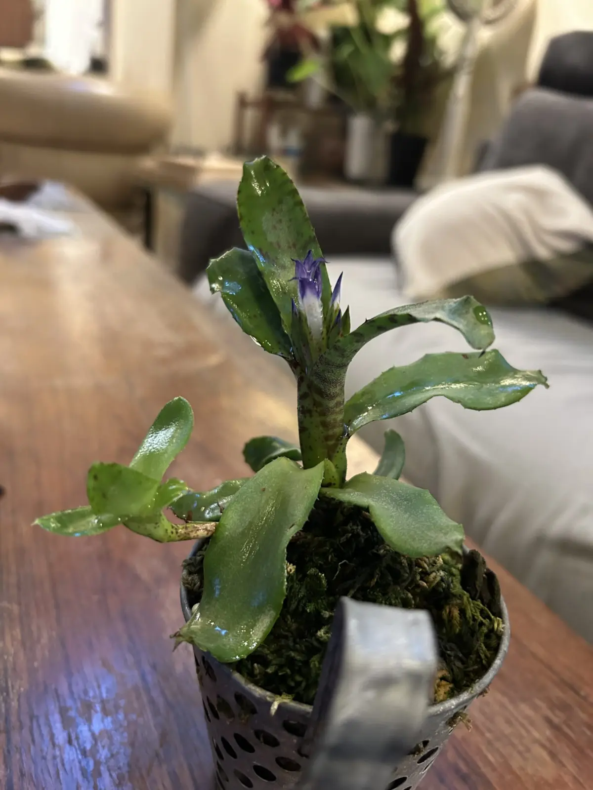 ネオレゲリア　スモールフライ　花