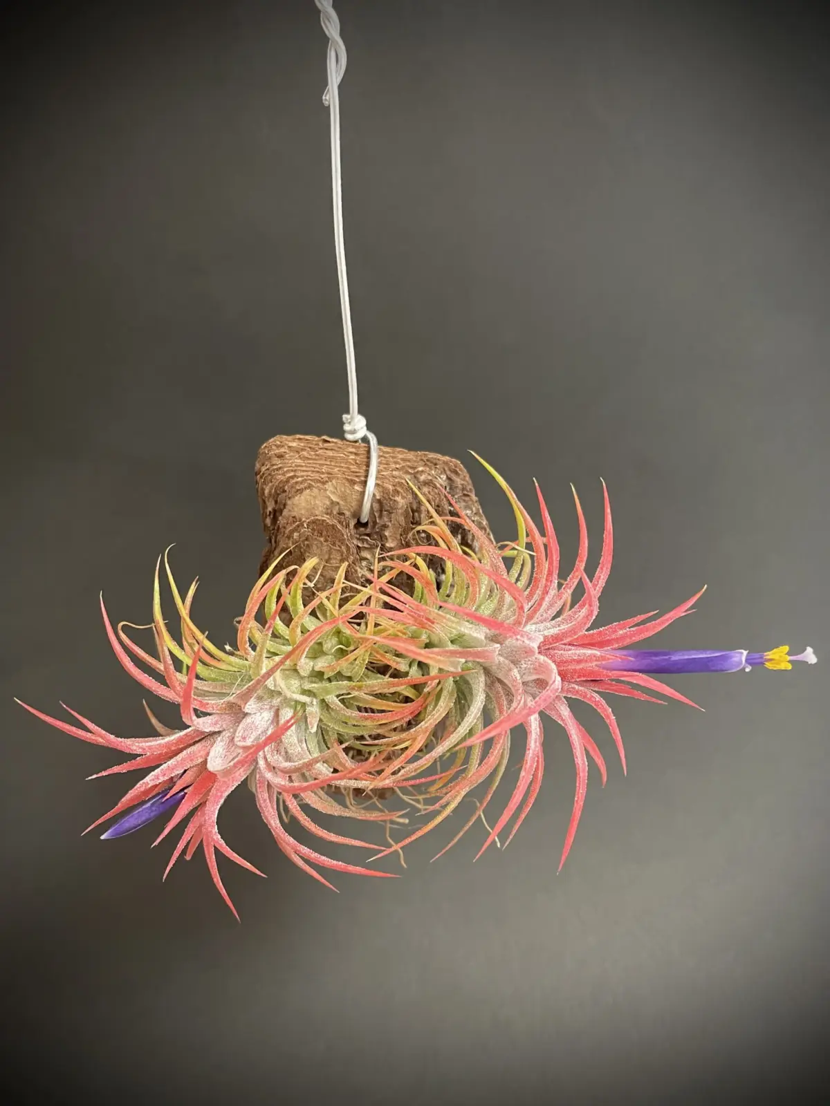 ティランジア　イオナンタ　100均