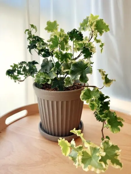 ヘデラ　2種類の寄せ植え　