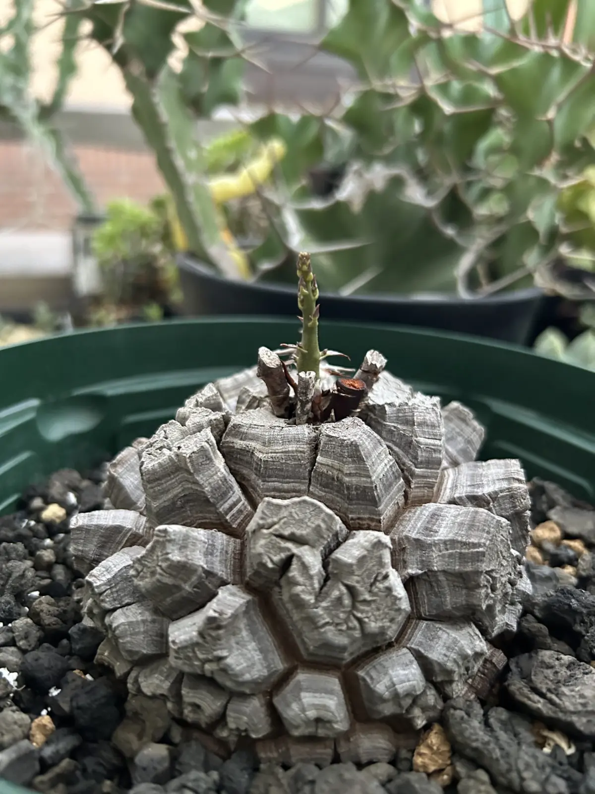 亀甲竜　芽吹き　8月