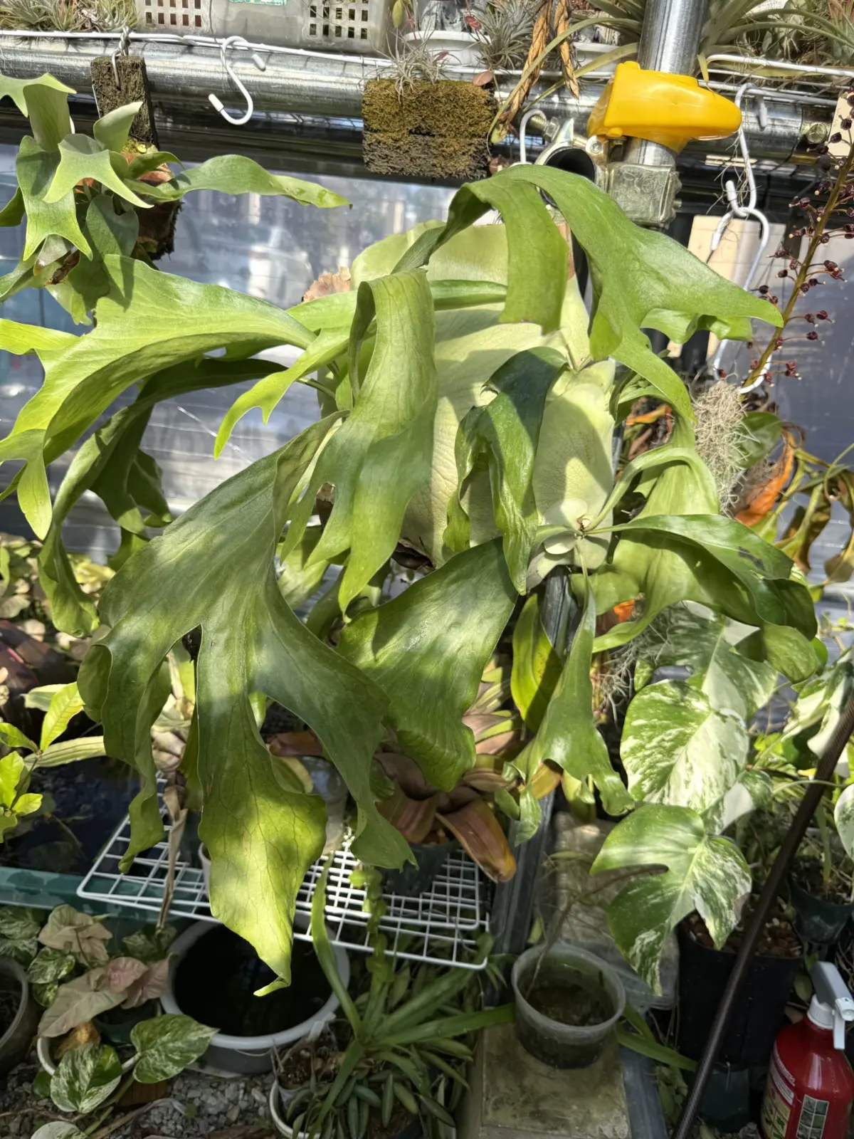 ビカクシダ　‘広葉’