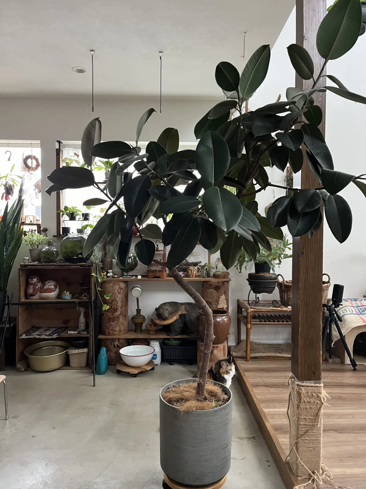 フィカス バーガンディ