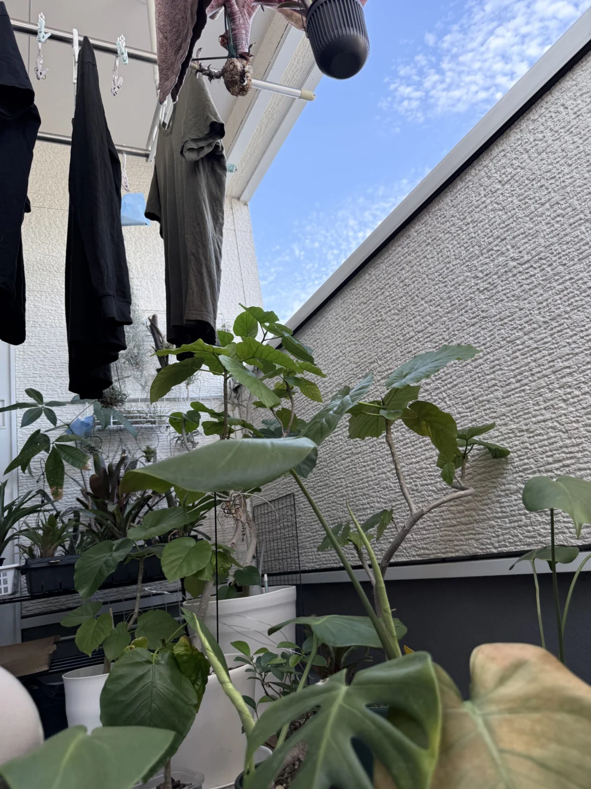 モンステラ タウエリー ウンベラータ剪定後 他