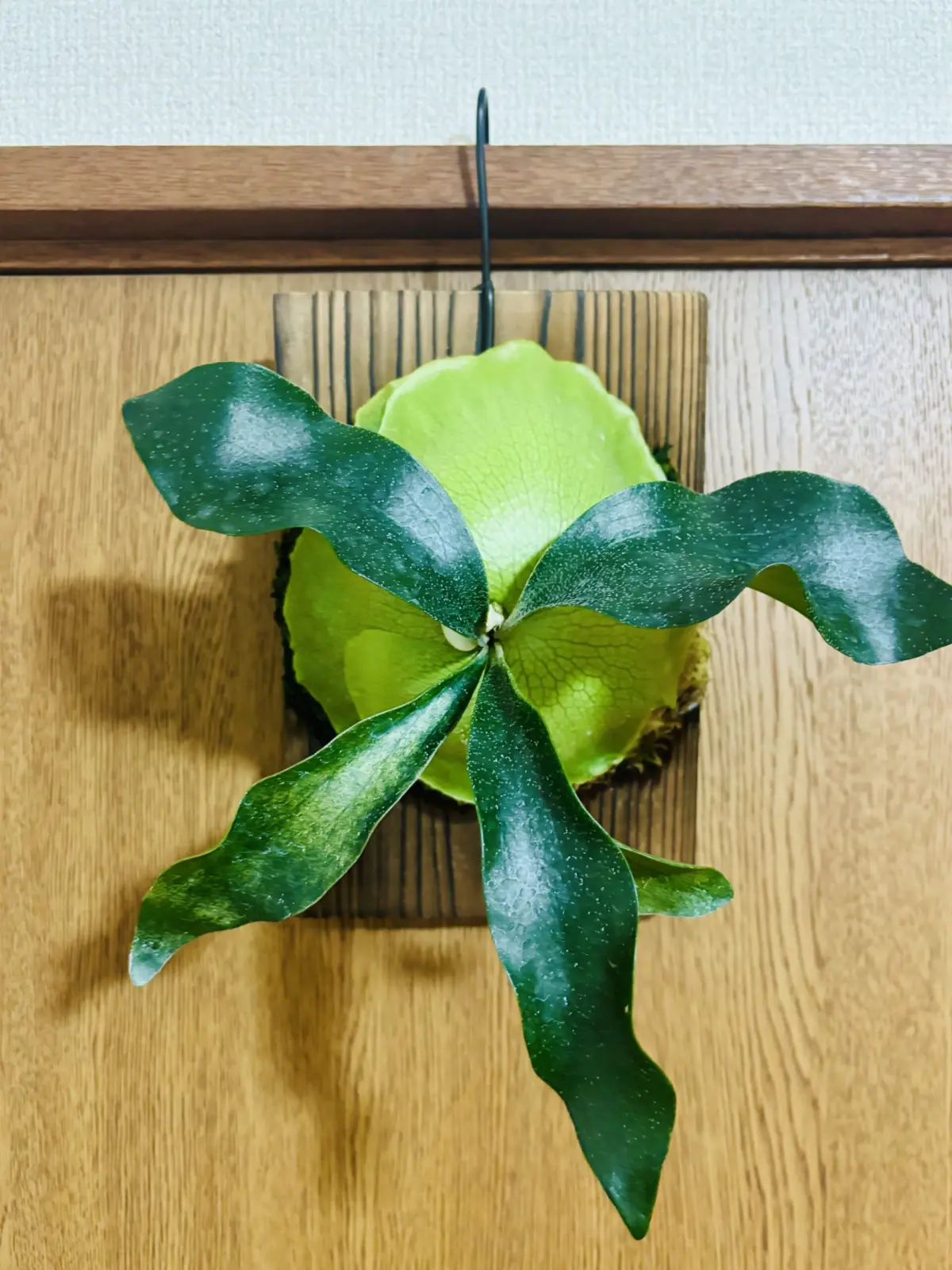 ビカクシダ　野良ビカクシダ