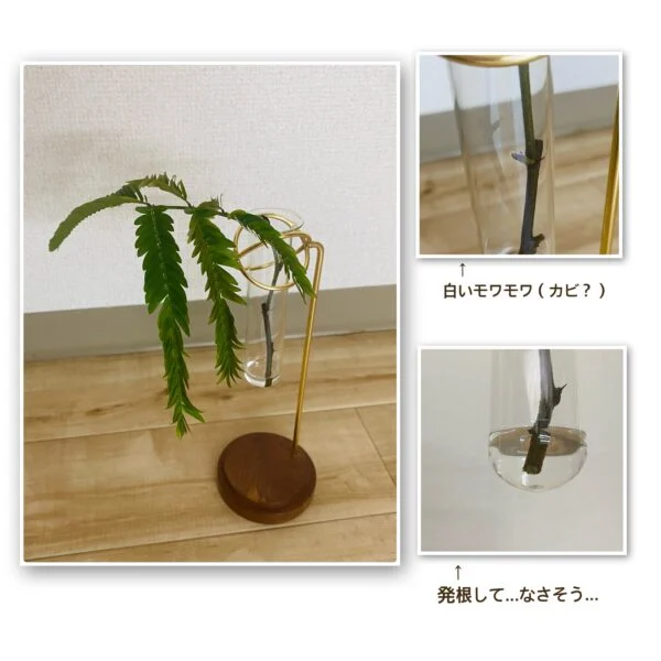 エバーフレッシュ / 水差し / →まだ復活できる