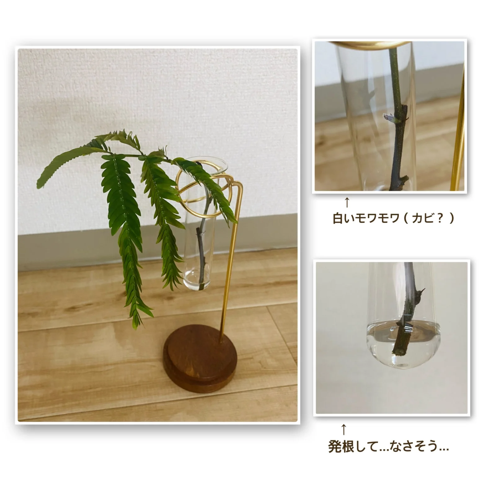 エバーフレッシュ / 水差し / →まだ復活できる
