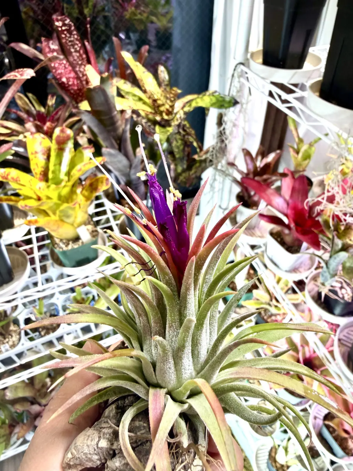 ティランジア　イオナンタ　ゴジラ　開花