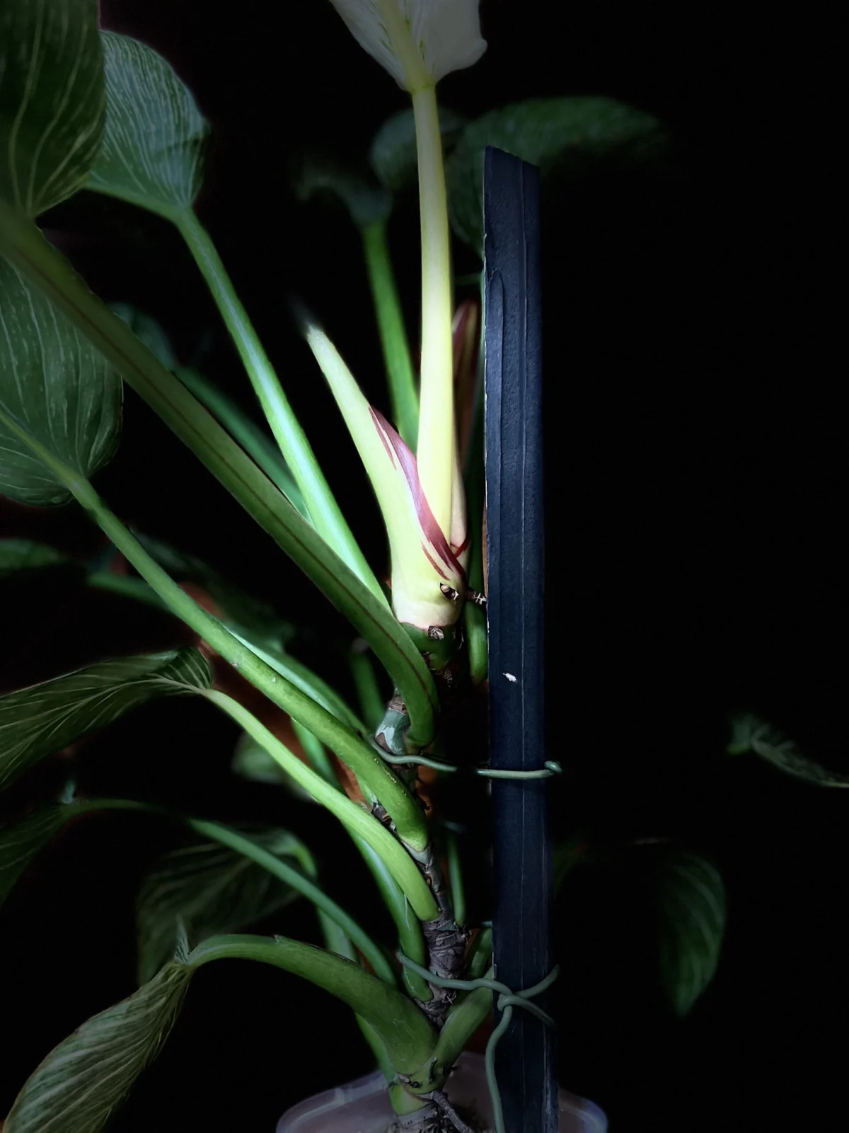 フィロデンドロン　バーキン　100均　登る