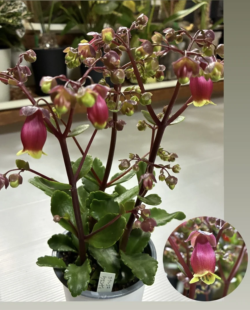 カランコエ　ウェンディ