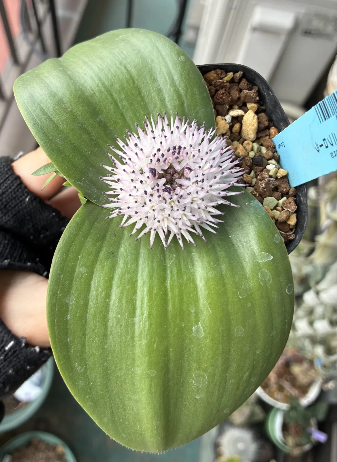 マッソニア　ジャスミニフローラ