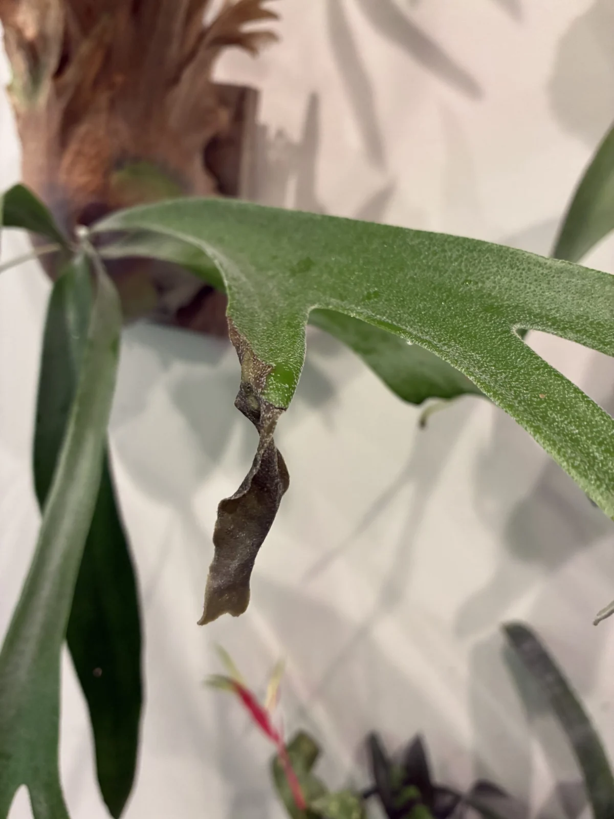 ビカクシダ　ディバーシフォリュウム×ウィリンキーくるくる