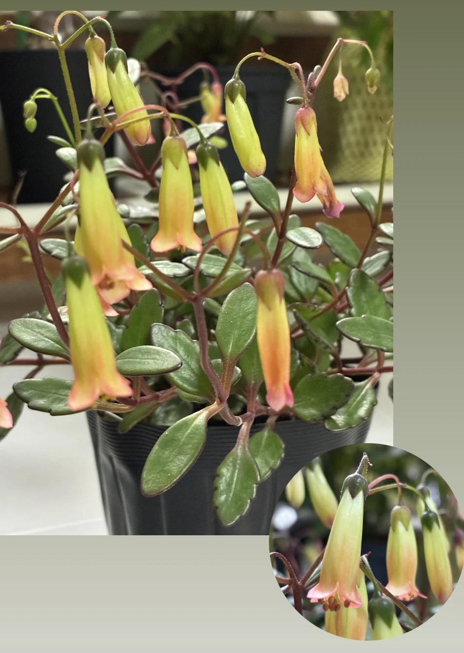 カランコエ　エンゼルランプ