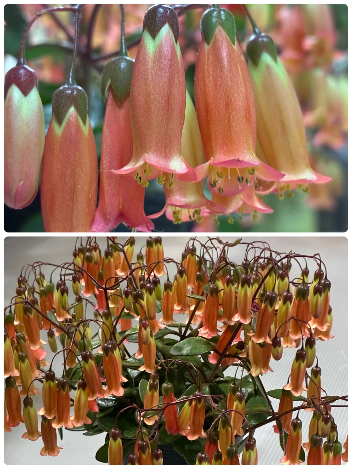 カランコエ　テッサ