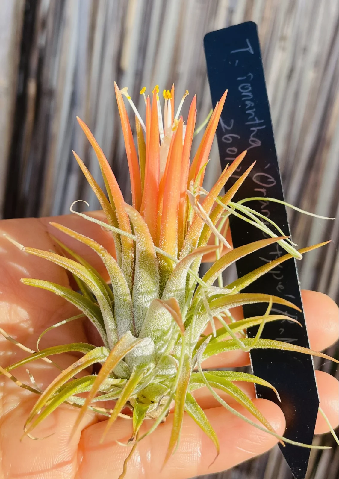 ティランジア　イオナンタ　オレンジタイプ　R.N.