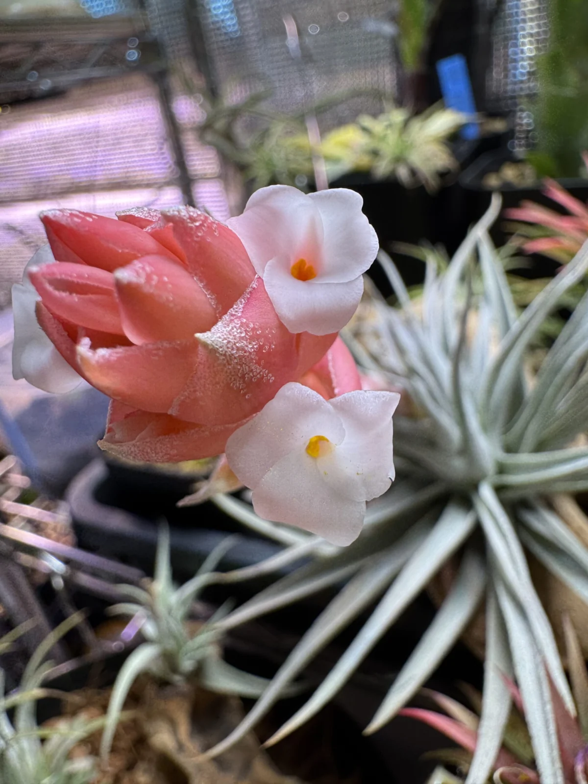 ティランジア　メリディオナリス