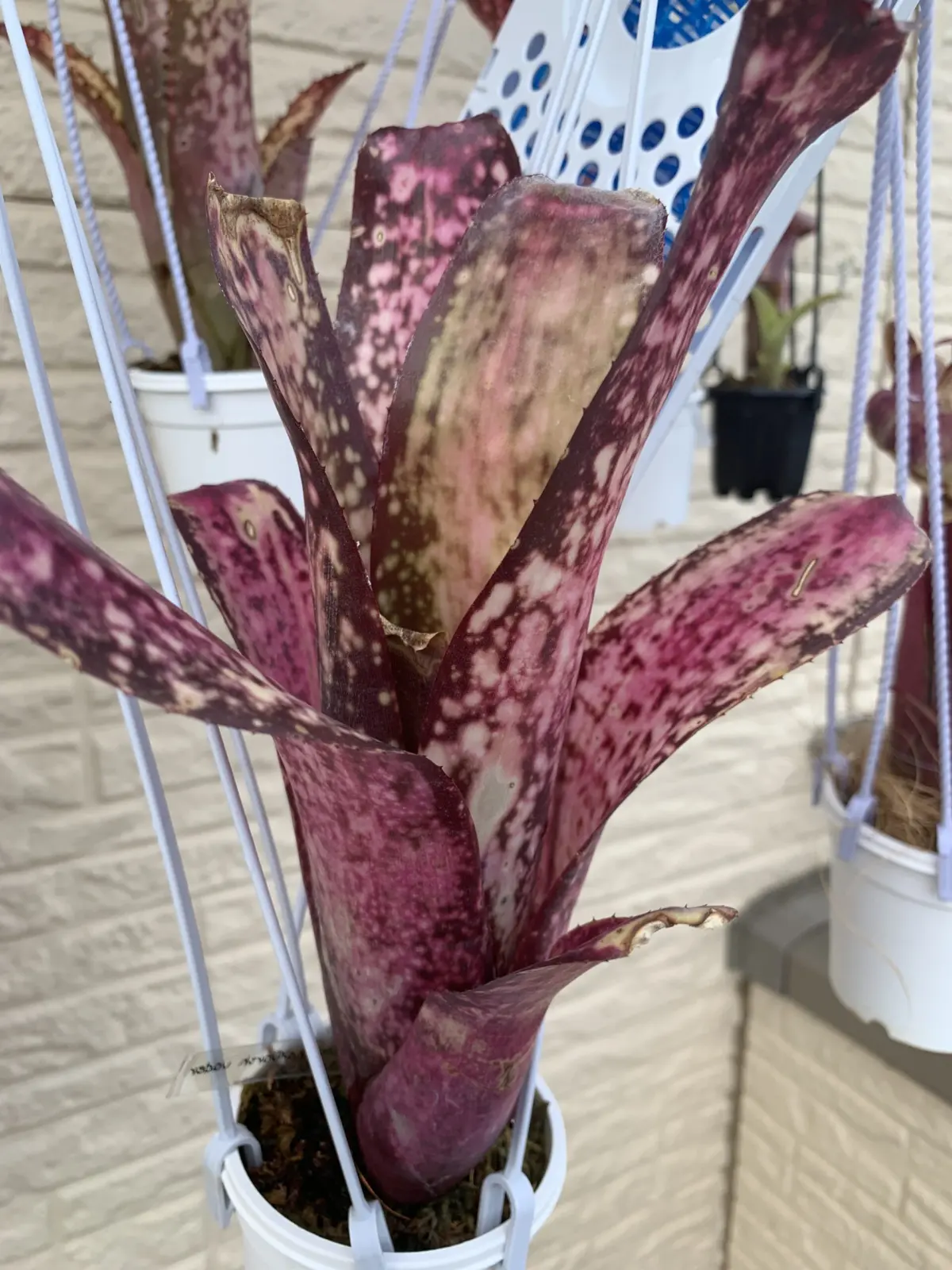 ビルベルギア　ハレルヤ×ダースベイダー　実生