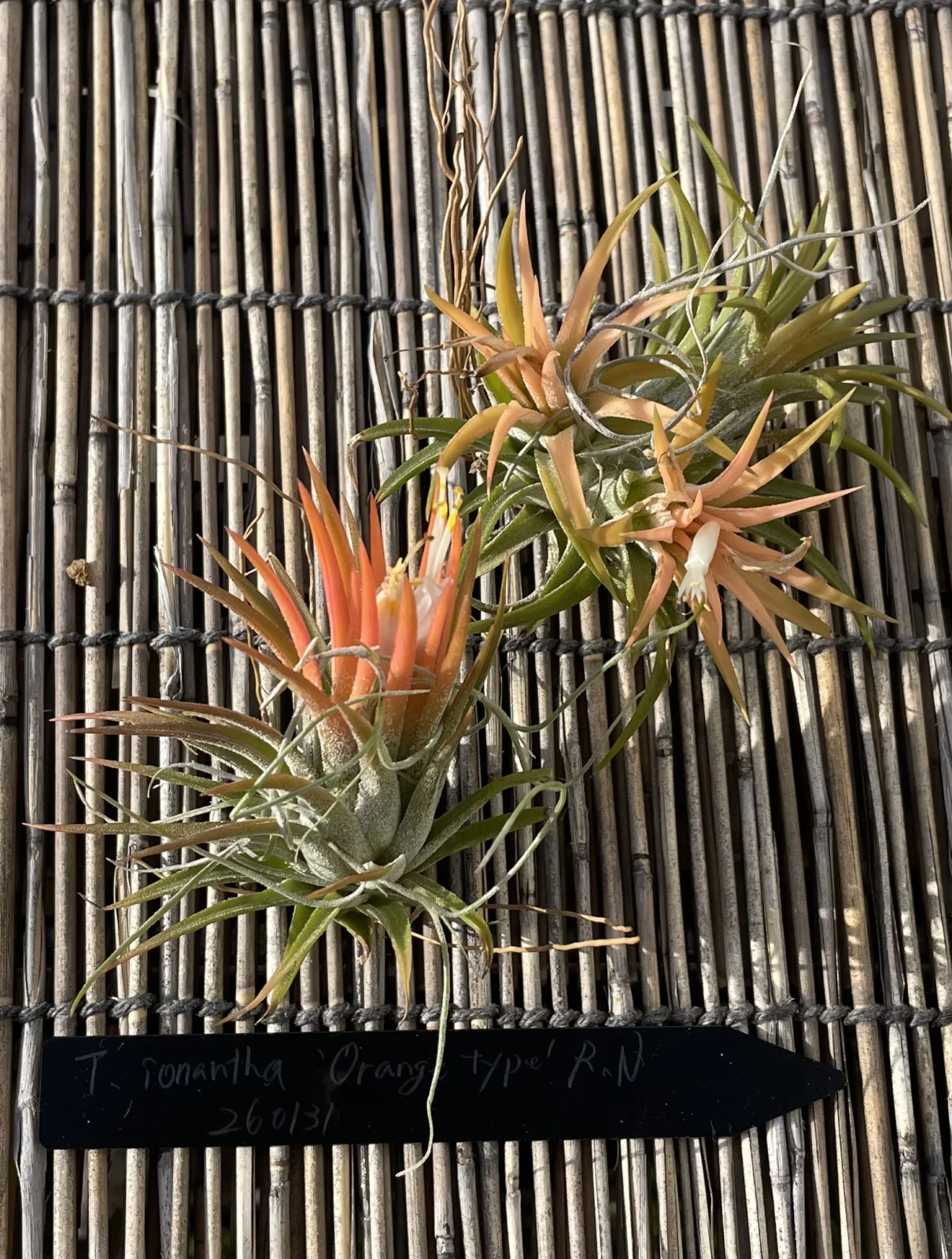 ティランジア　イオナンタ　オレンジタイプR.N.　ドゥルイド　色の比較