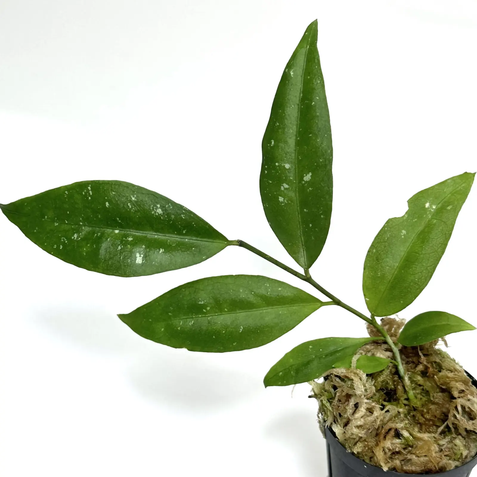 ホヤ　アミカビリス