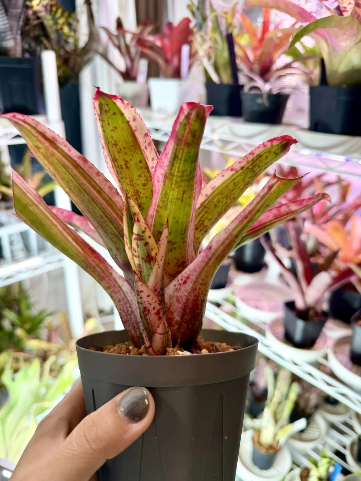 ネオレゲリア　アラエア　子株