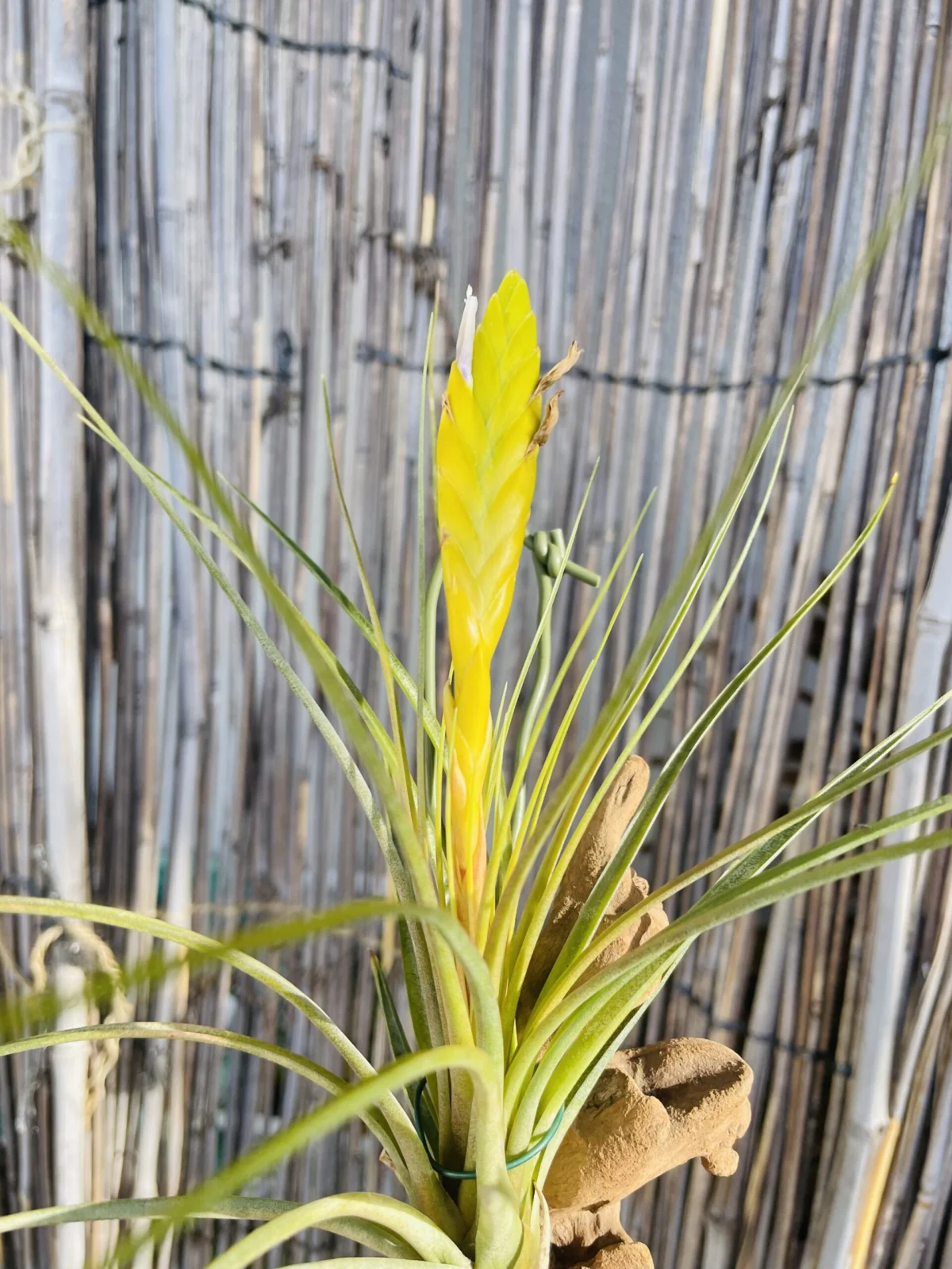 ティランジア　メラノクラテル　アルバ　花