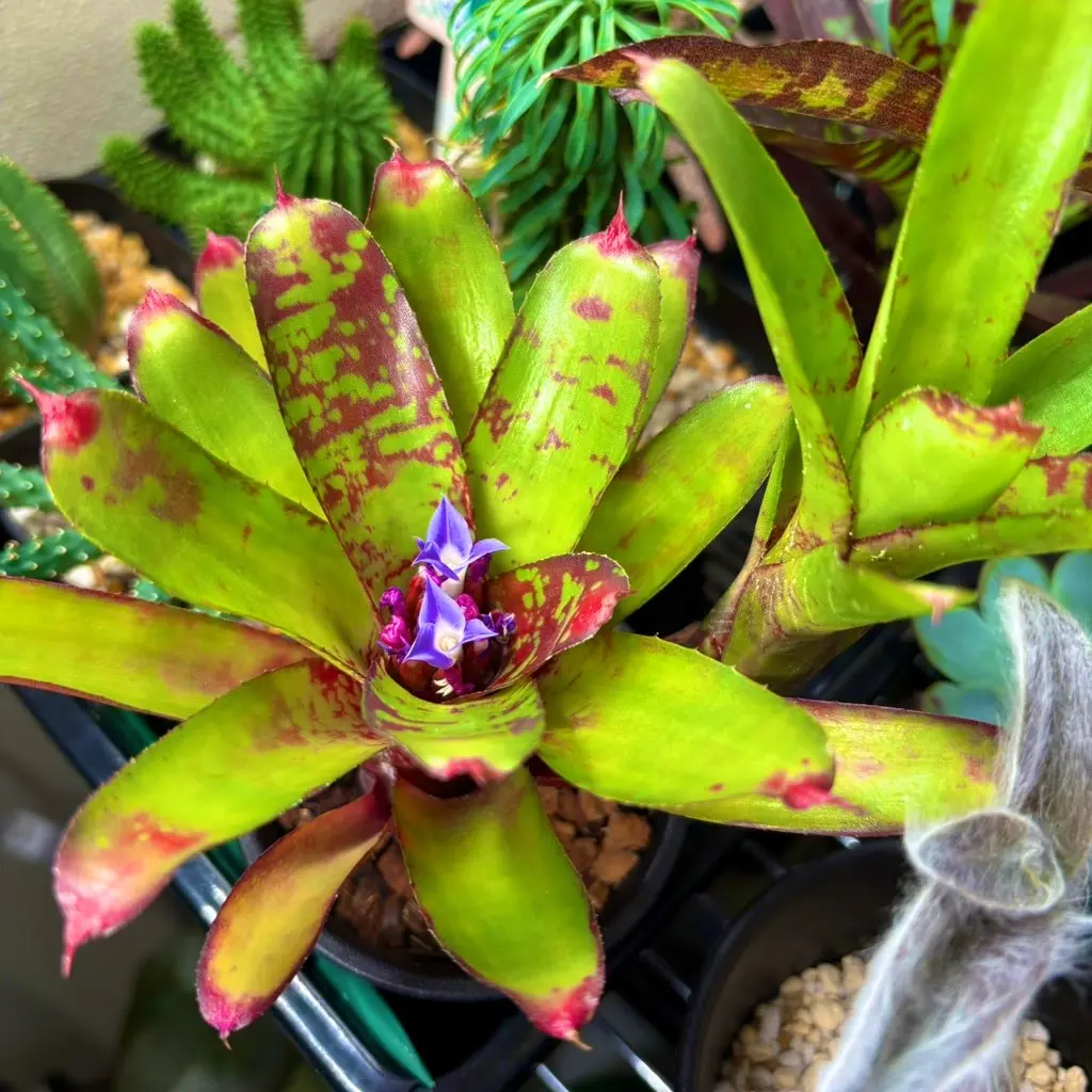 ネオレゲリア リリープー 開花