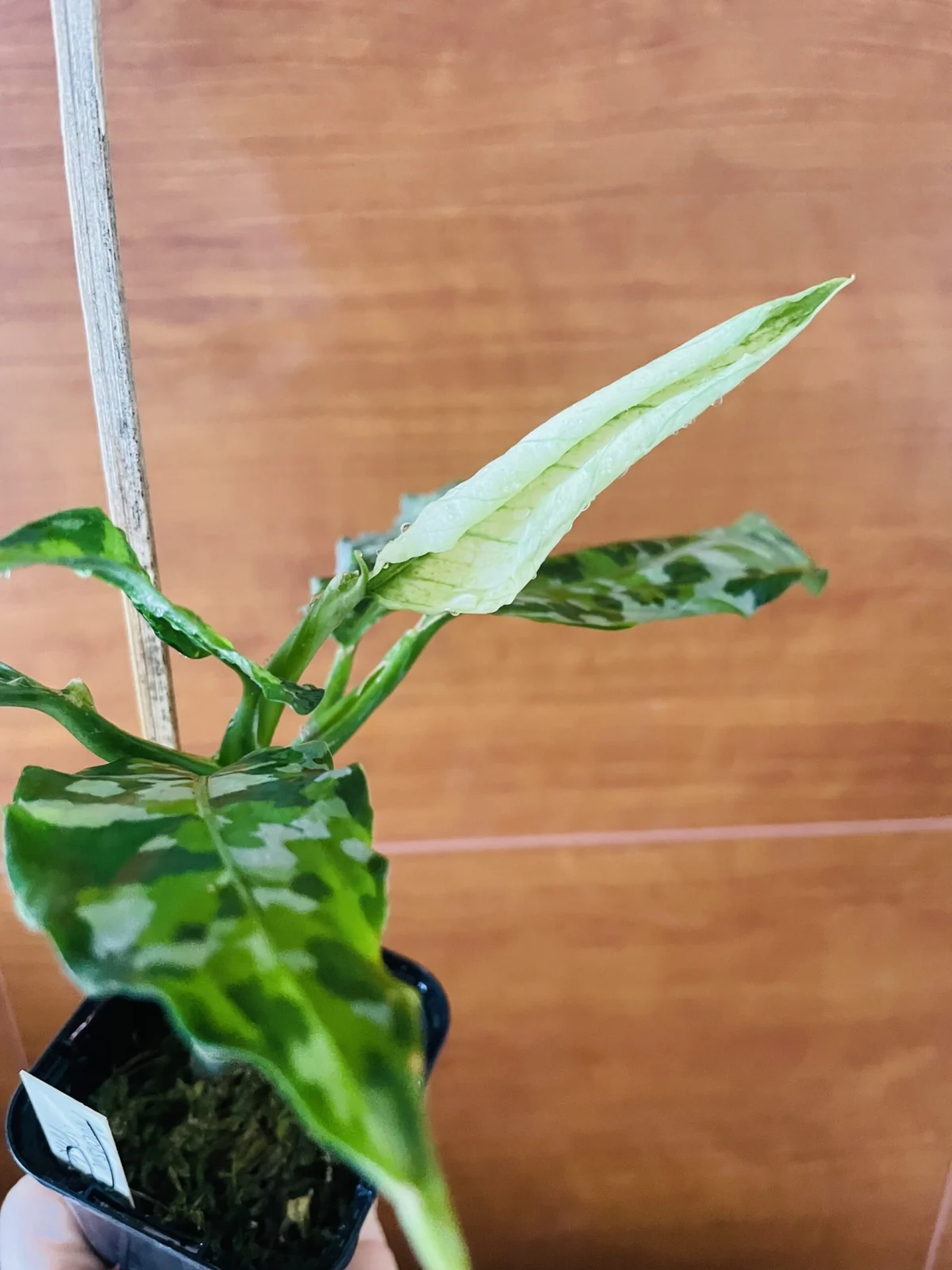 アグラオネマ　ピクタム　トリカラー　アンダマン　ドリル展開中　白葉？