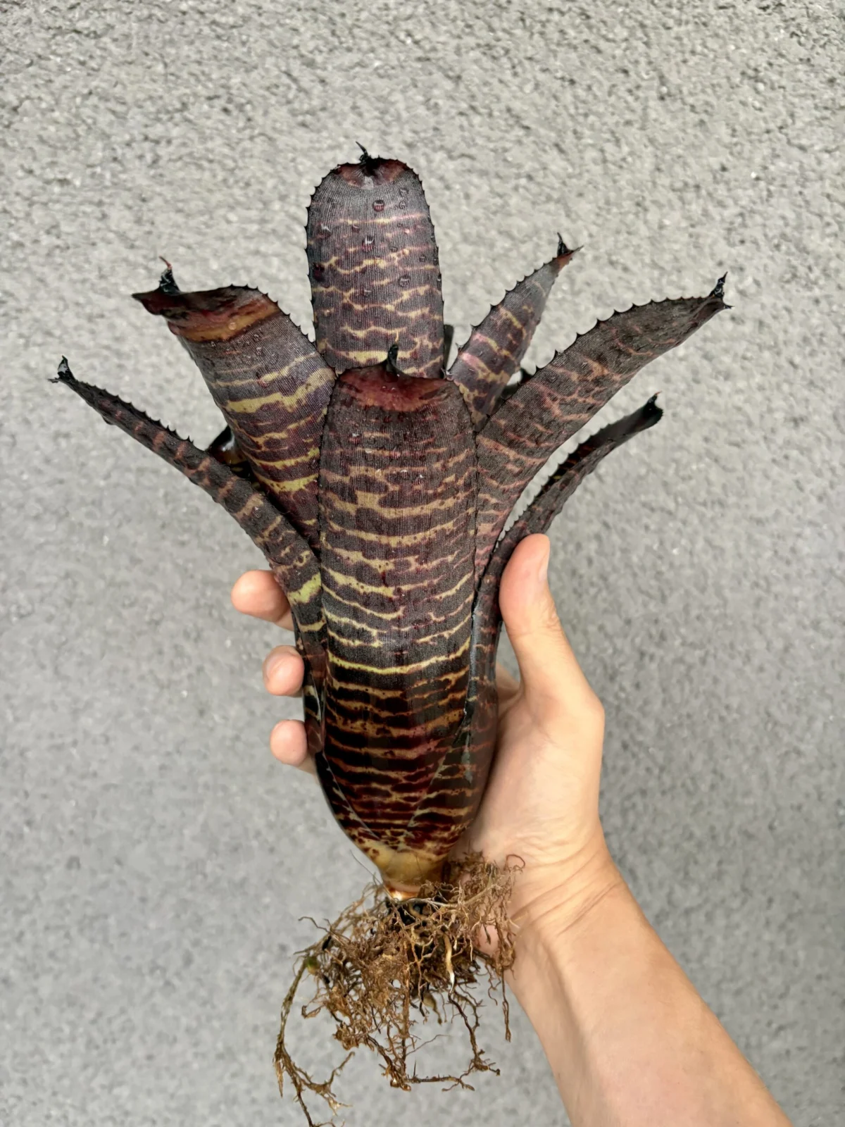 ネオレゲリア ハンニバルレクター