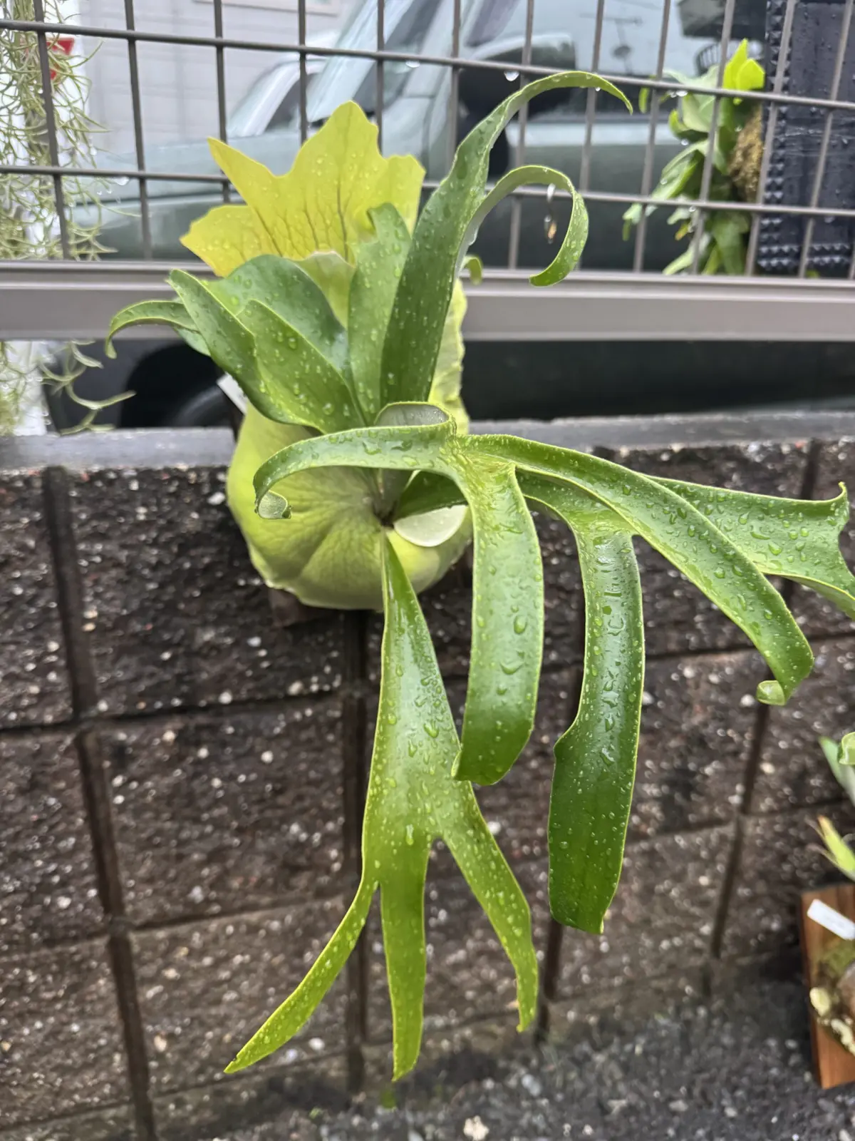 ビカクシダ　札落ち